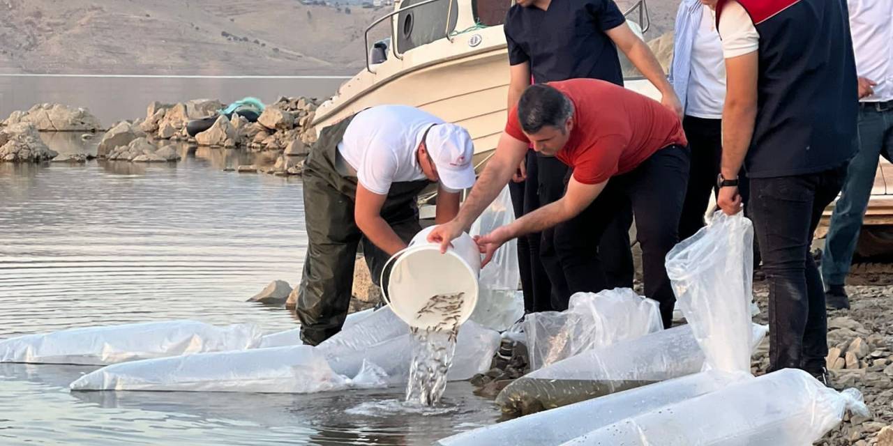 Şırnak’ta 1 Milyon 842 Bin Sazan Balığı Yavrusu Suyla Buluşturuldu