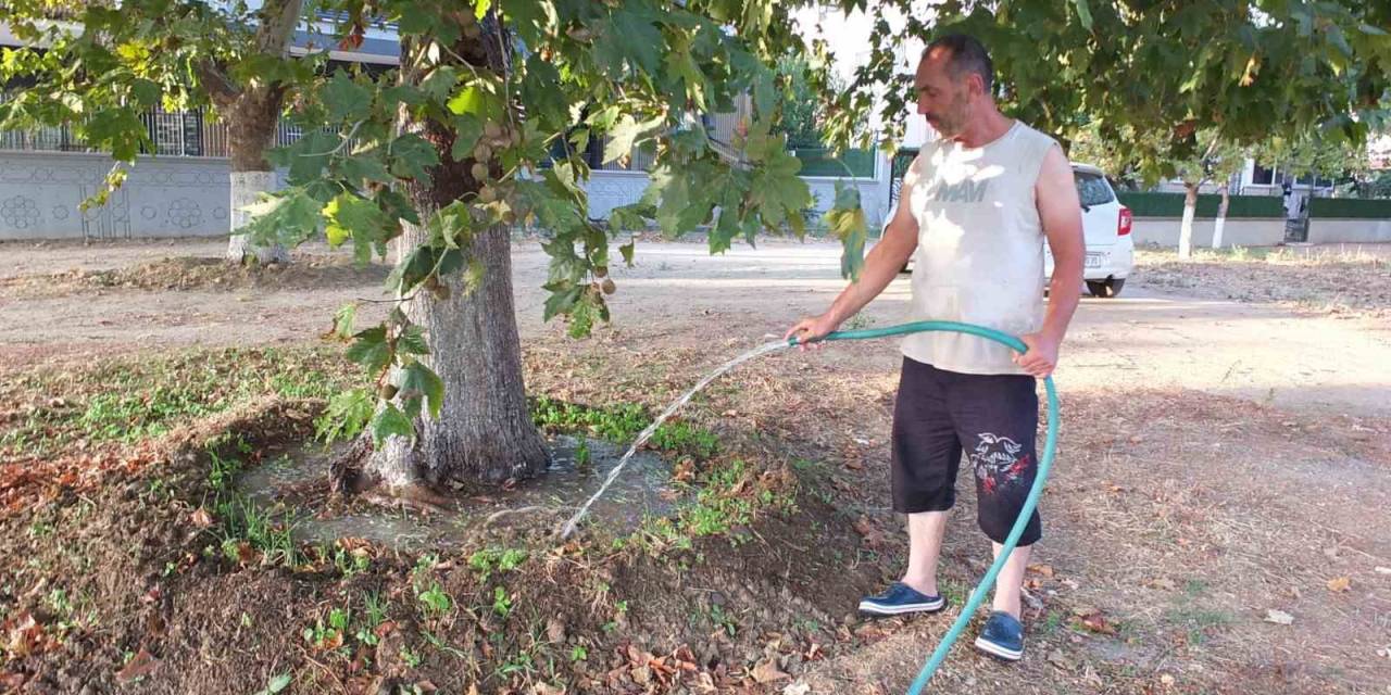 Burhaniye’de 22 Yıl Önce Sokağa Diktiği Çınar Ağaçlarını Sulamaya Devam Ediyor