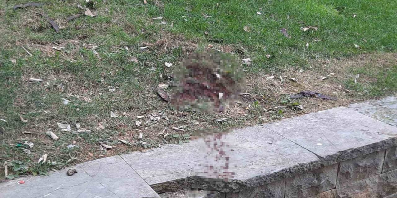 Ünlü Oyuncu Seda Fettahoğlu Parkta Ölü Bulundu