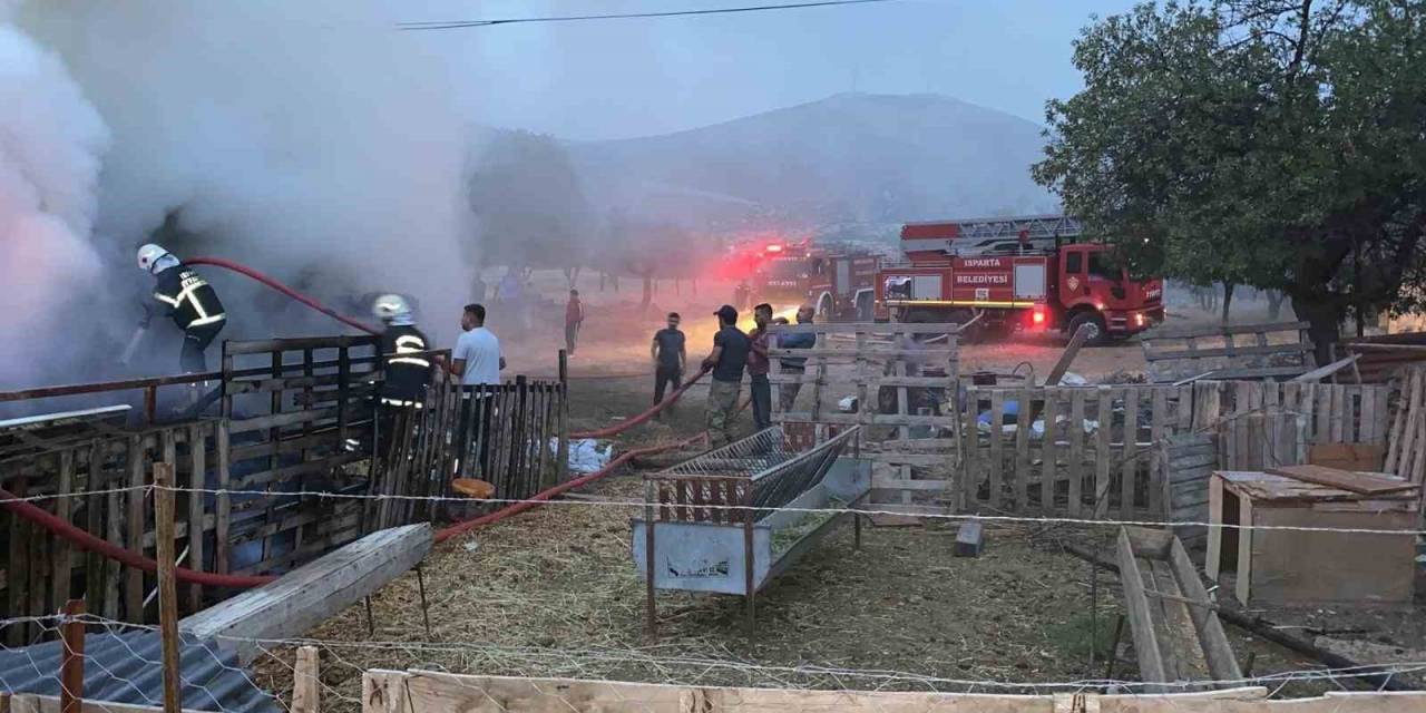 Isparta’da 500 Balya Saman Yandı