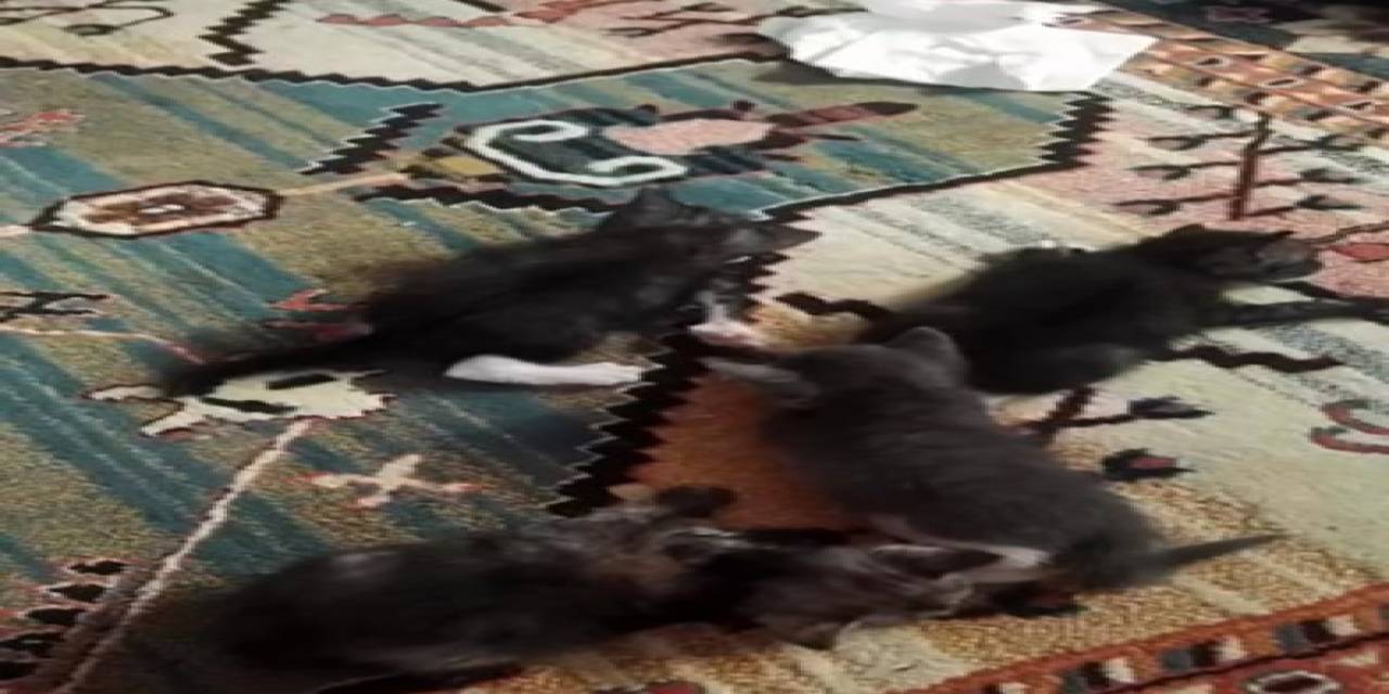 Ankara’da ’sütanne’ İlanları İle Toplanan Yavru Kedilere Kötü Muamele İddiası