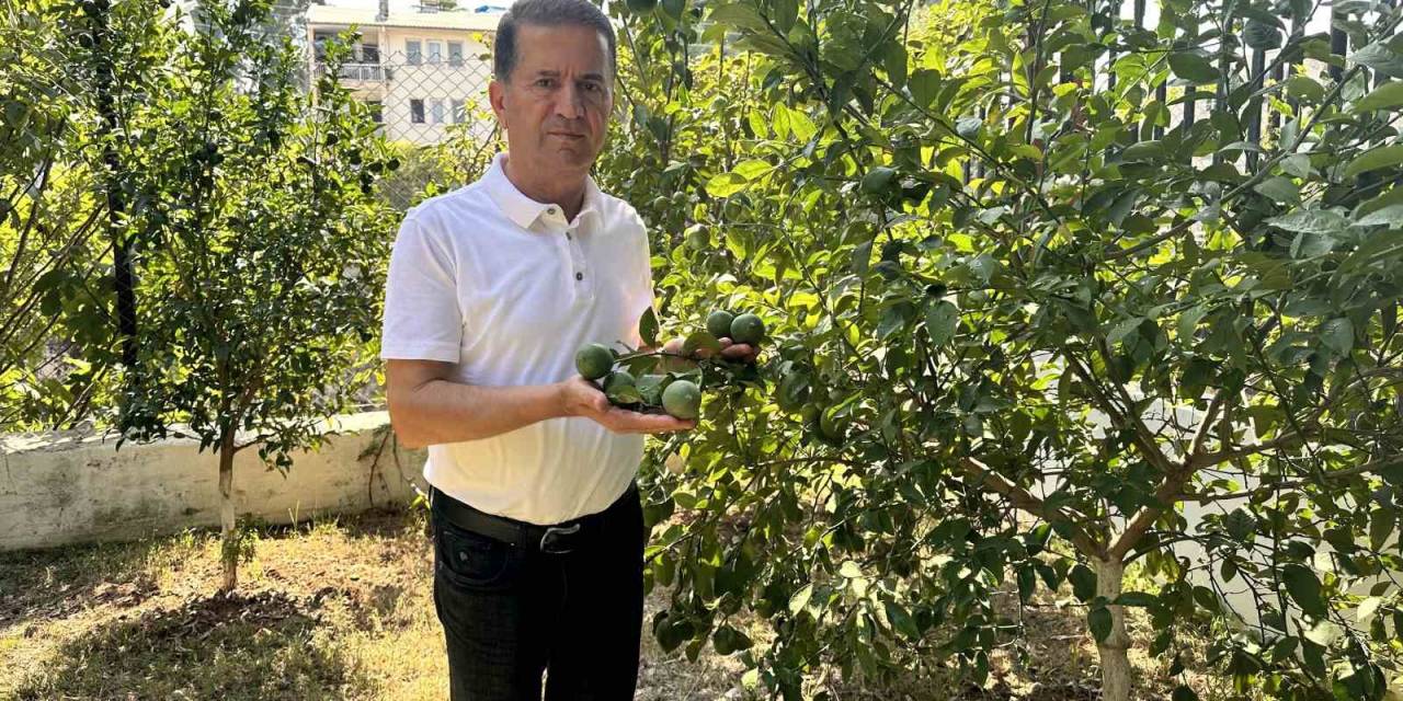 Mayer Limon Ağaçta Kaldı