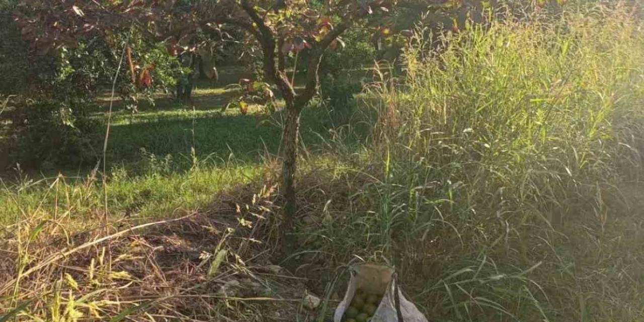 Zeytin Hırsızları Yakalandı