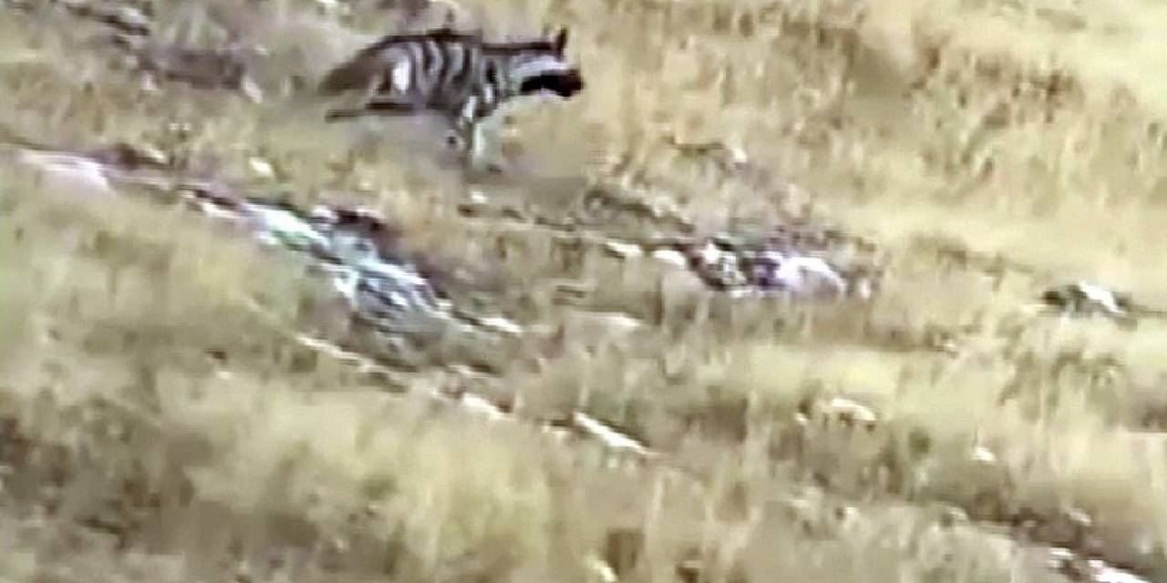 Yozgat’ta Çizgili Sırtlan Doğal Ortamında Görüntülendi