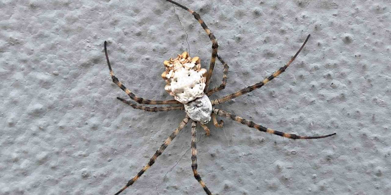 İklim Krizi Yeni Bir Örümcek Getirdi: Loblu Örümcek Yayılıyor