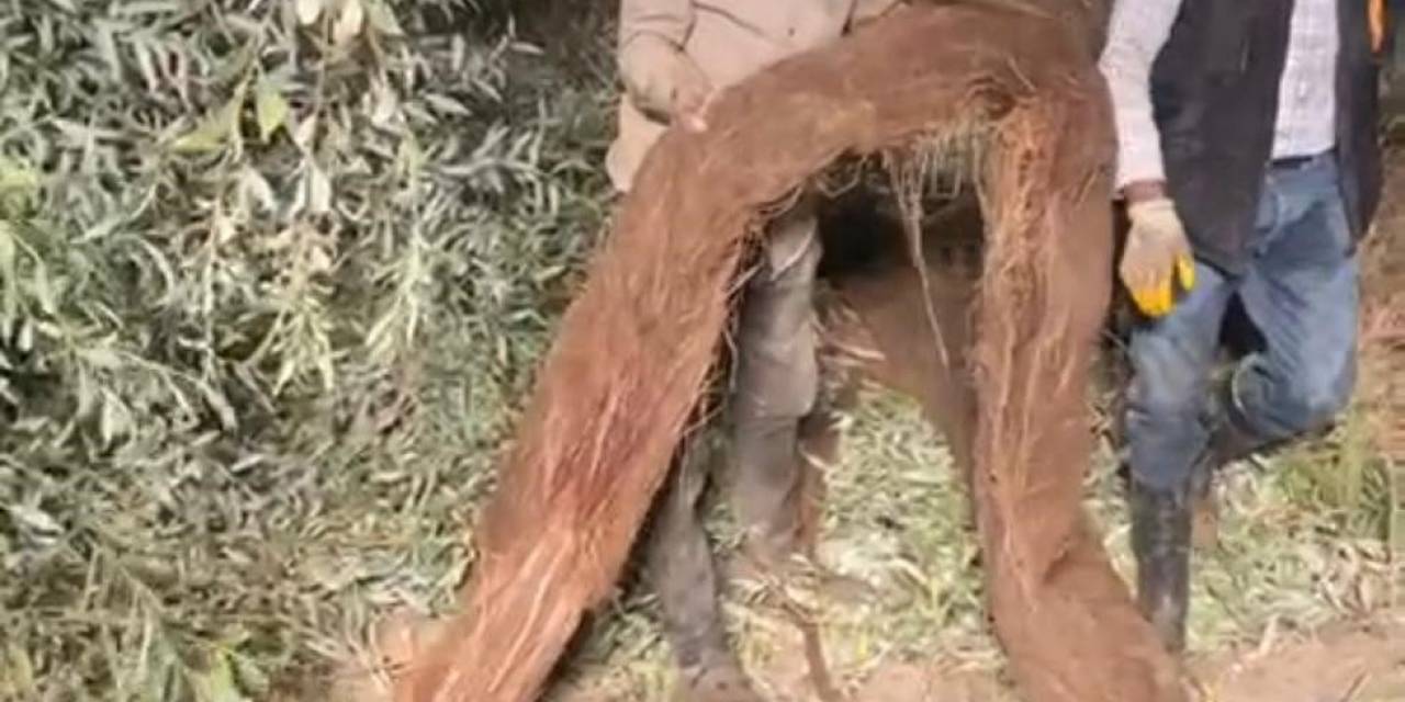 Su Borusundan Çıkan Ağaç Köklerini Yılan Zannettiler