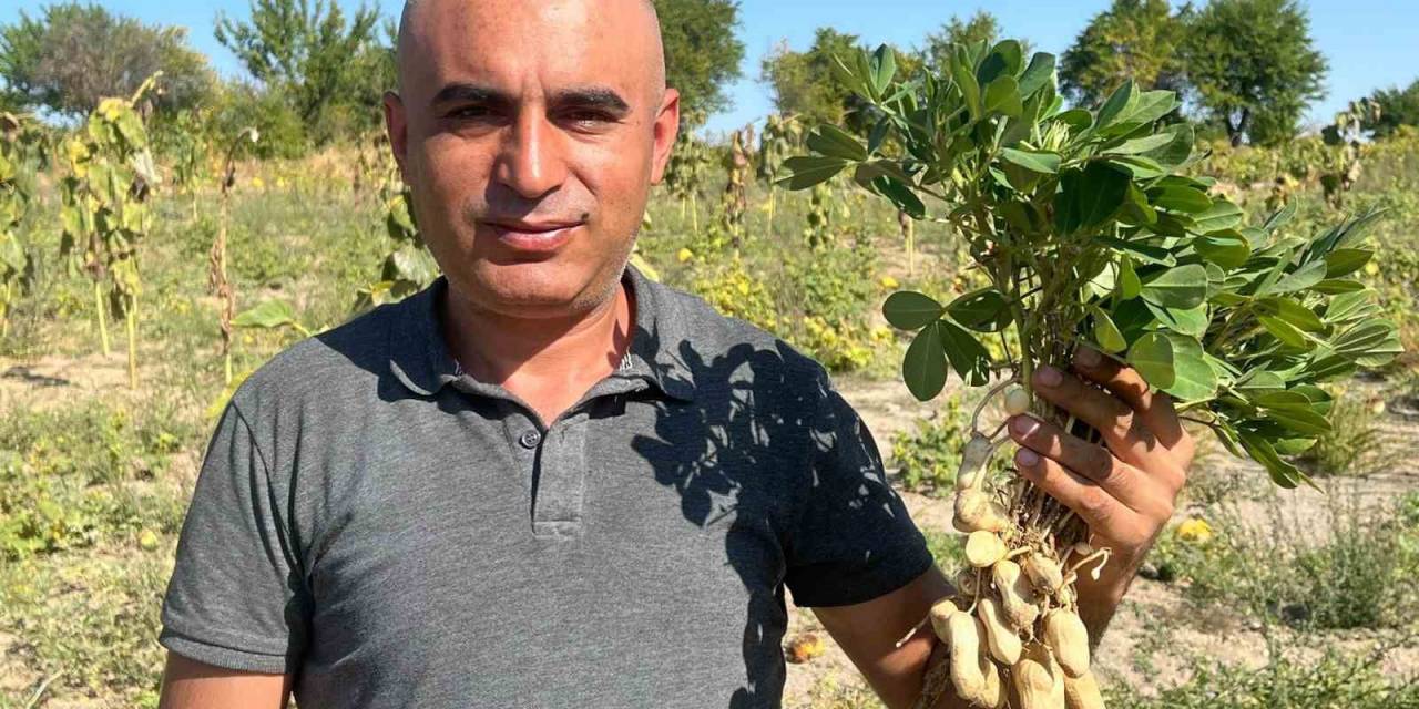 Depremde Enkazdan Kurtardığı Çocuğun Ailesinin Hediye Ettiği Fıstıklarla Nevşehir’de Yüksek Rekolte Elde Etti