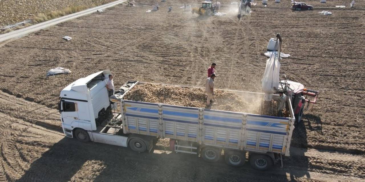 Tomarza’da Patates Hasadı Başladı