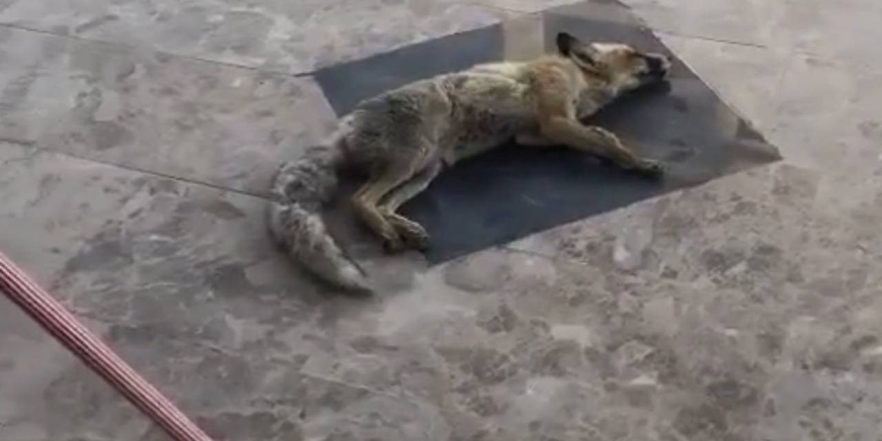 Girdiği Dükkandan Çıkmak İstemeyen Tilki, Ölü Taklidi Yaptı