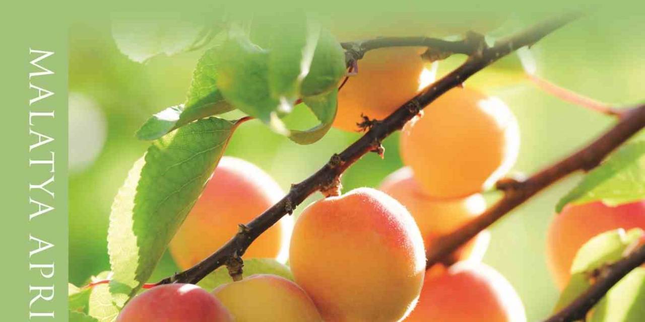 Malatya Kayısısı Kitabı, Riyad’da En İyilerle Yarışacak