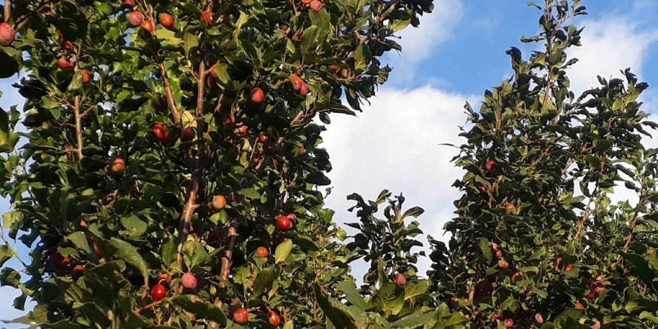 Bin 900 Rakımlı Yukarı Canbaz’da Cancur Yetiştirdi