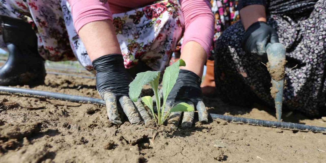 Efeler Belediyesi, Enginar Üretimine Devam Ediyor