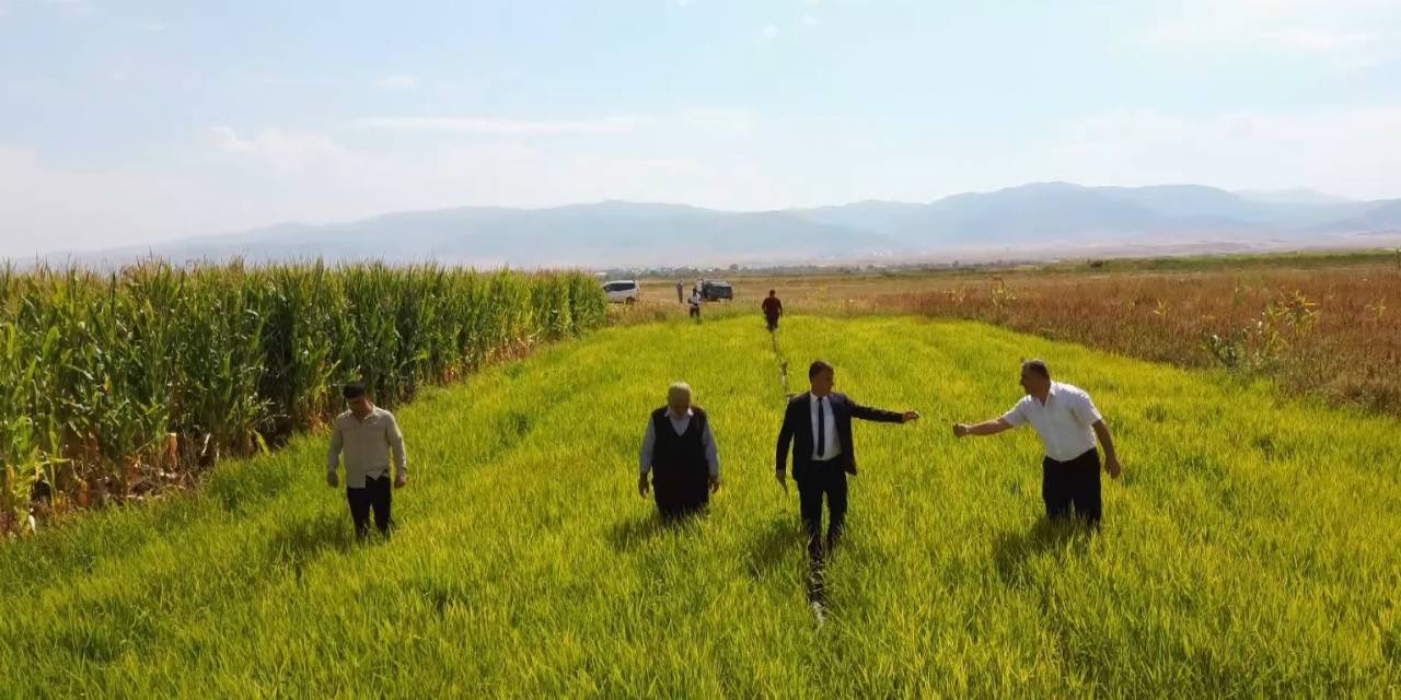 Muş’ta İlk Defa Deneme Amaçlı Ekilen Pirincin Hasadı Öncesi Son Bakımı Yapıldı