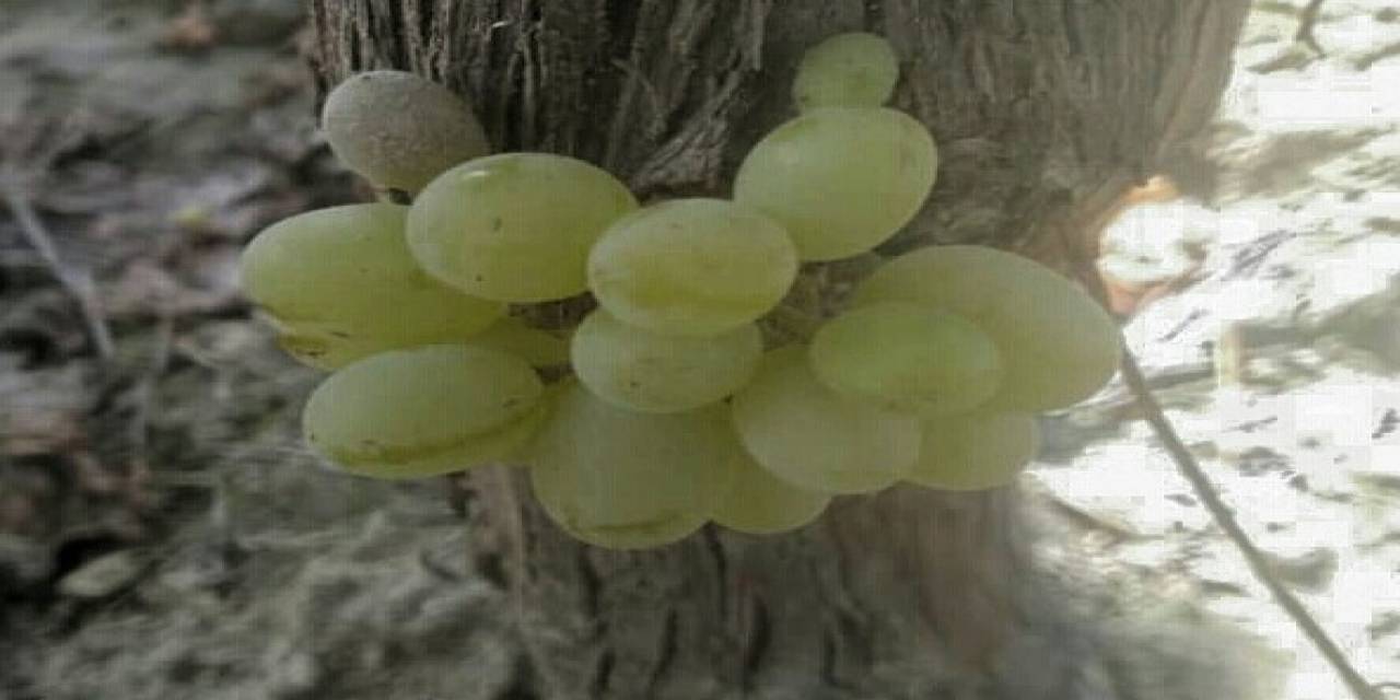 Omcada Oluşan Üzüm Salkımı Görenleri Şaşırttı