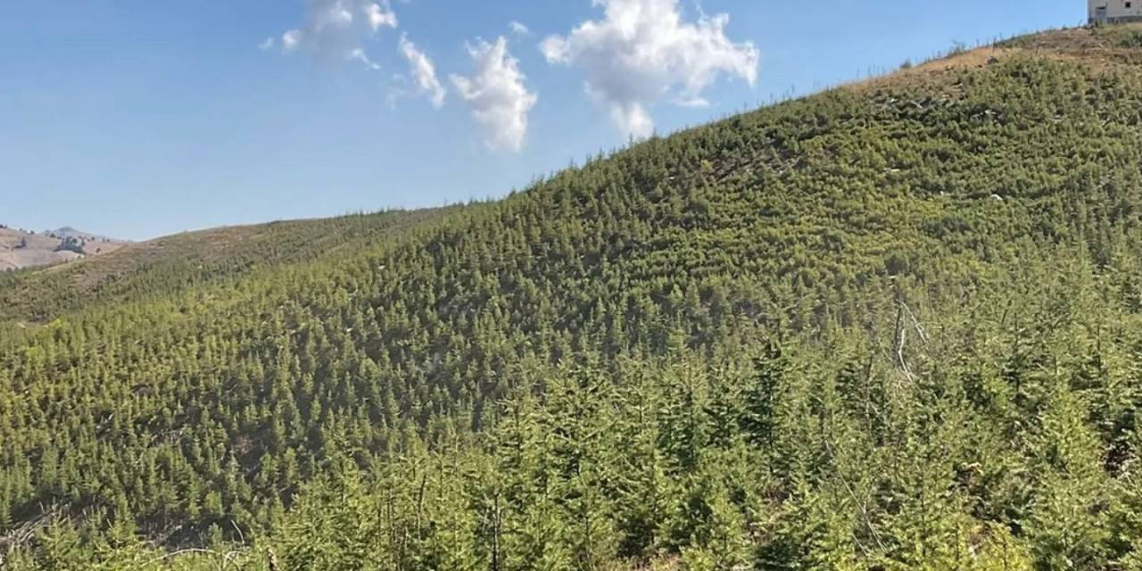 2014 Yılında Yanan Orman Yeniden Yeşerdi