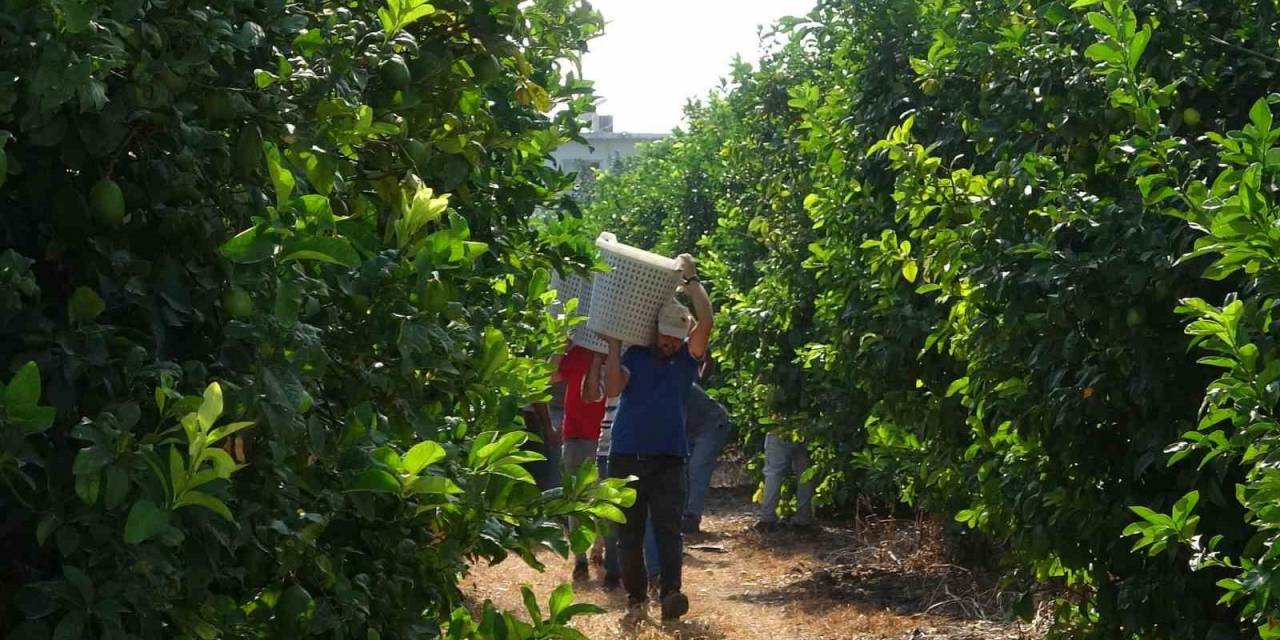 Limonun Başkentinde ’hasat’ Dönemi, 10 Çeşidi Üretiliyor