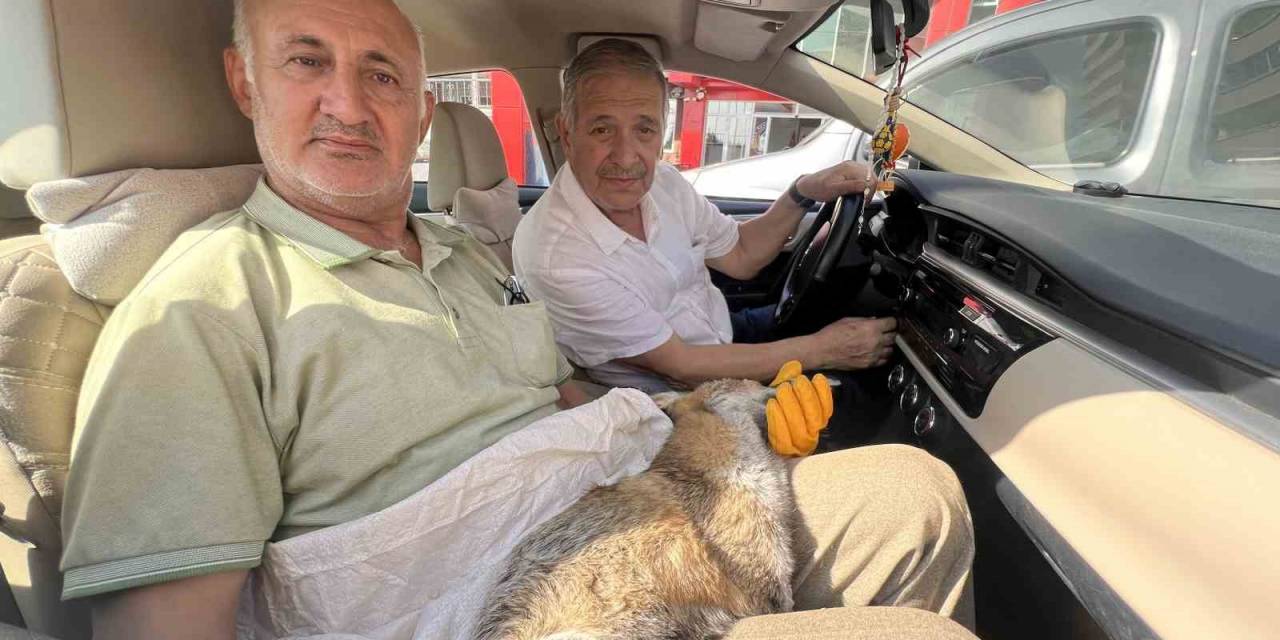 Yaralı Bulunan Tilki Veterinere Teslim Edilemeden Telef Oldu