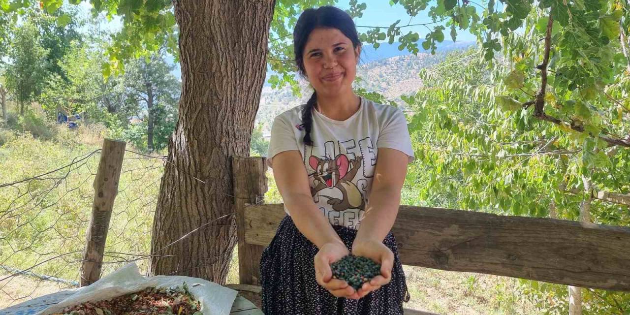 Adana’da “Menengiç” Hasadı Başladı