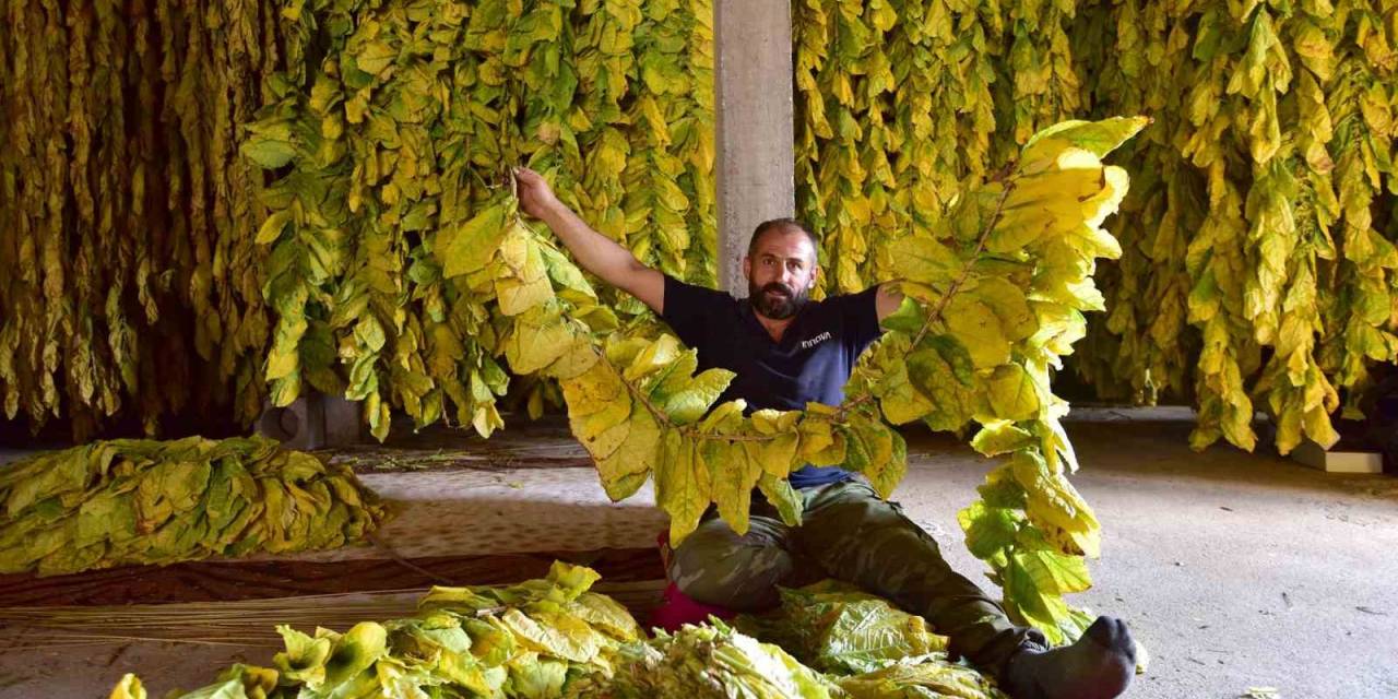 Bitlis’te 250 Hanelik Köy Tütün Ekimi Yaparak Geçimini Sağlıyor