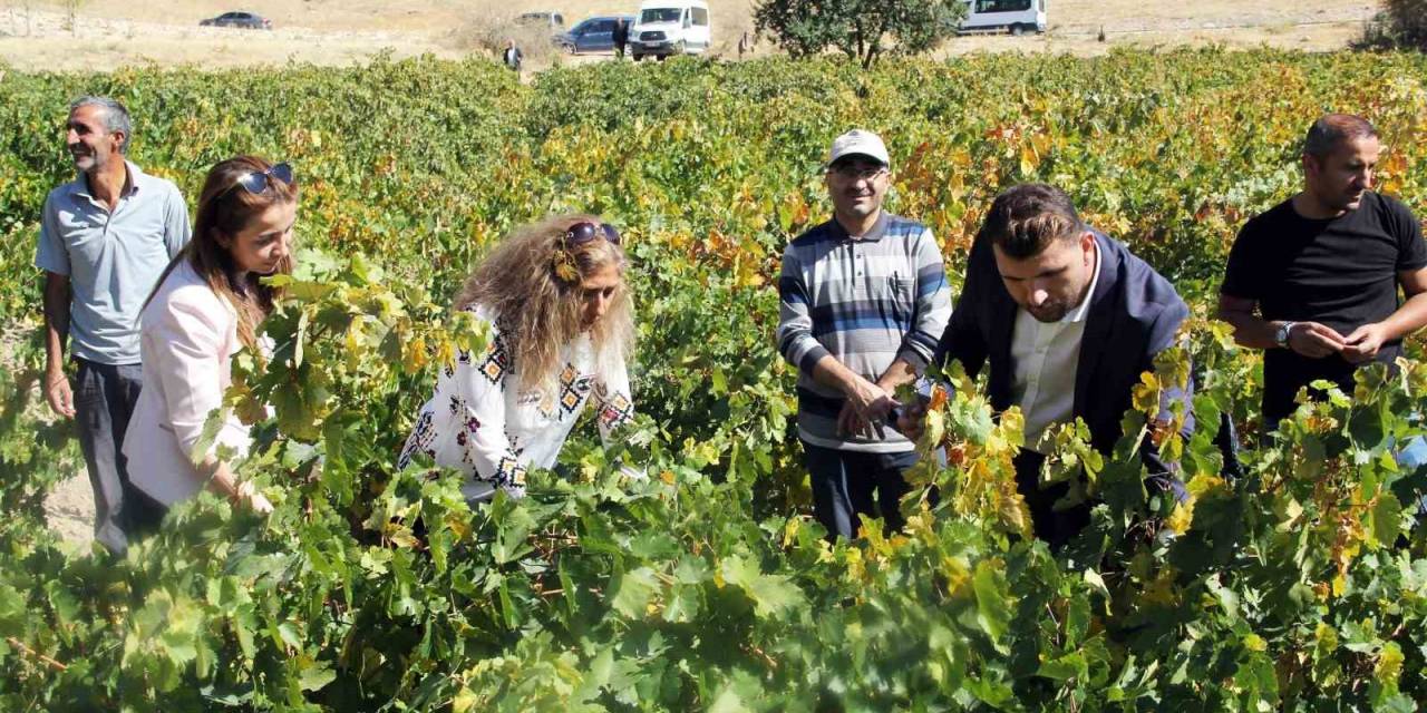 Erciş Üzümü Denetimden Geçti
