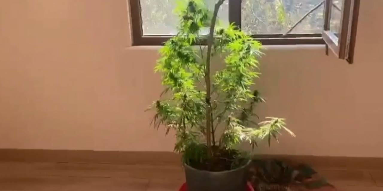 Baskın Yapılan Evin Her Odasından Saksılarda Kenevir Çıktı