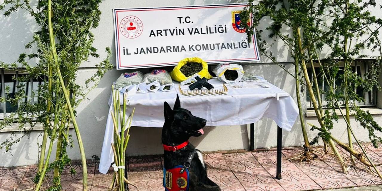 Artvin’de 21 Kök Hint Keneviri Ve 2 Kilo Kubar Esrar Ele Geçirildi