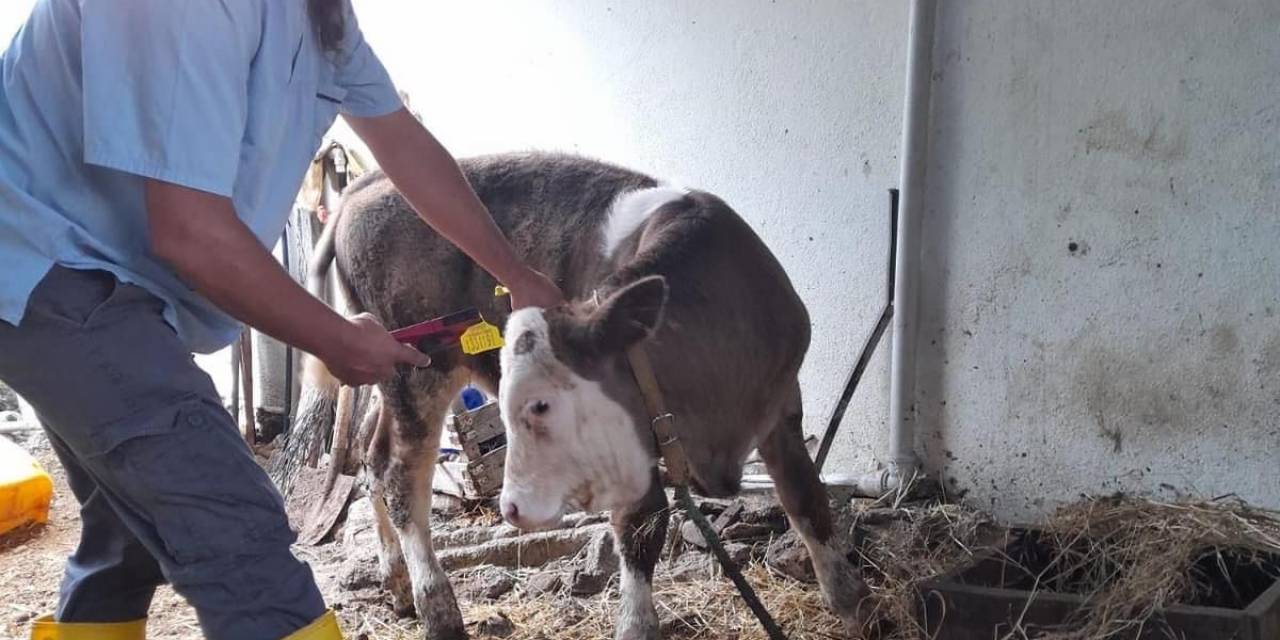 Gazipaşa’da 4 Bin 700 Büyükbaş Hayvana Şap Aşısı Yapıldı