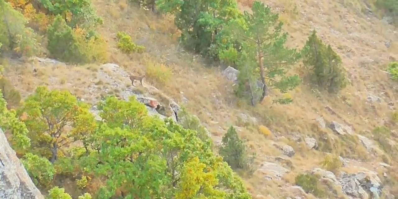 Yavrularını Korumak İçin Kangal Köpeğine Kafa Tutan Vaşak Kameralara Yansıdı