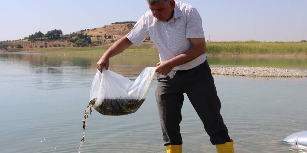 Atatürk Baraj Göletine 7 Milyon 180 Bin Balık Bırakıldı