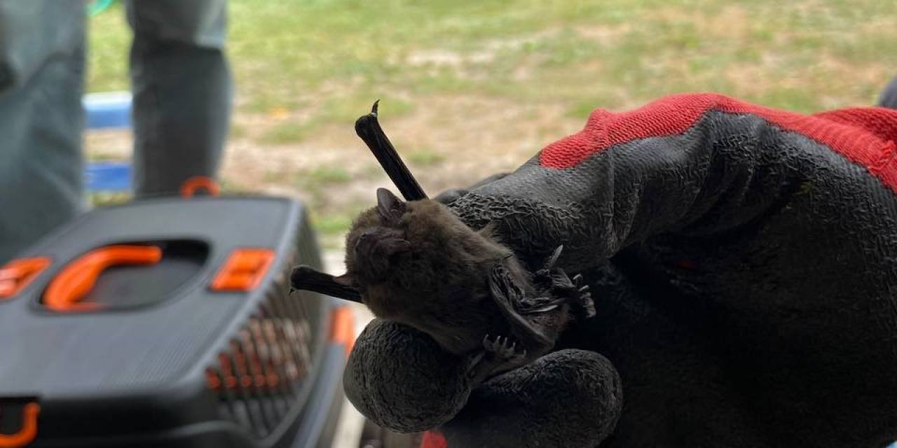 Yaylada Sobanın İçinden Cüce Yarasa Çıktı
