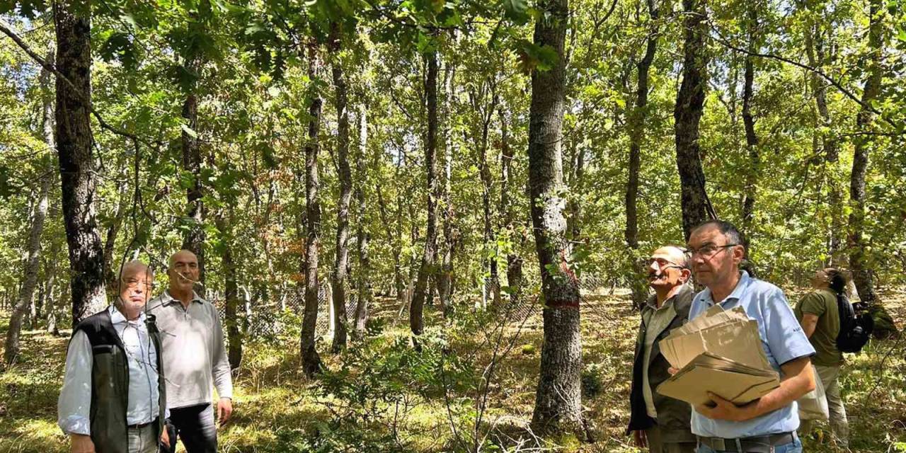 Balıkesir’de Meşe Ağaçları Koruma Altına Alındı