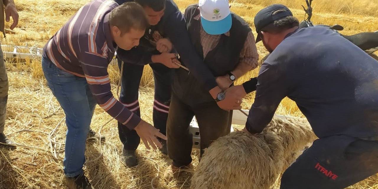 Hüyük’te Koyun Kurtarma Operasyonu