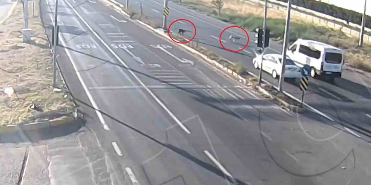 Yola Çıkan 2 Köpek Kazadan Kıl Payı Kurtuldu