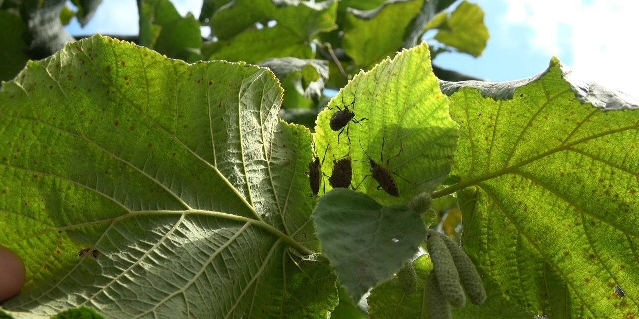 Fındıktaki Bu Yılki Kaybın Yüzde 15’i Zararlılar Yüzünden