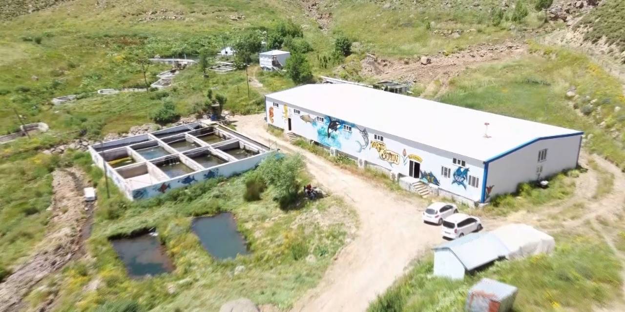 Muş’ta 2100 Rakımlı Tesisten Japonya’ya Alabalık İhracatı