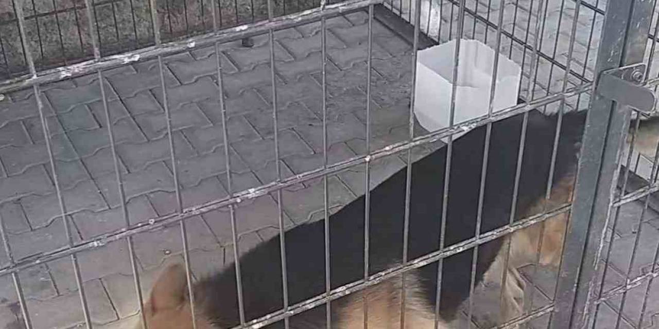 Gence Saldıran Köpek Yakalandı, Bakıcısına İşlem Yapıldı