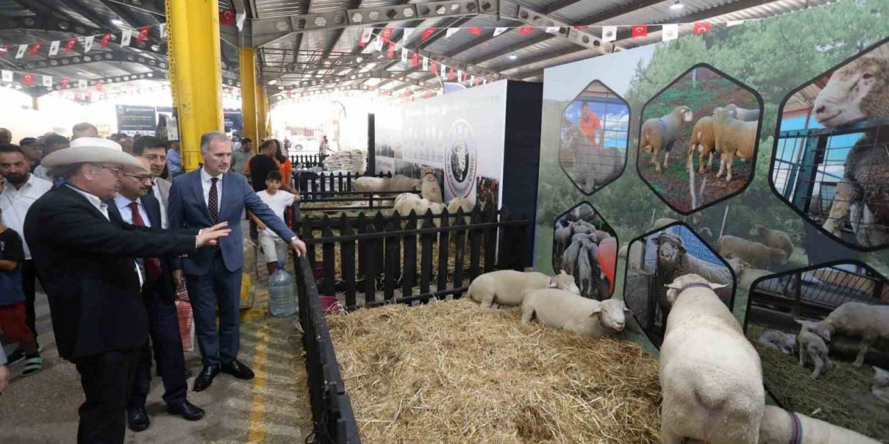 3. Küçükbaş Hayvancılık Festivali Başladı