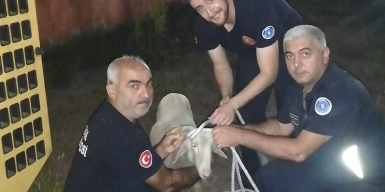 Foseptik Çukuruna Düşen Koyunu İtfaiye Ekipleri Kurtardı