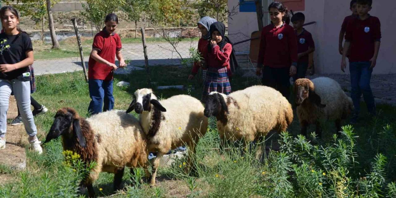 Okulun Bahçesinde Kalan "Kuzular" Öğrencilerin Maskotu Oldu