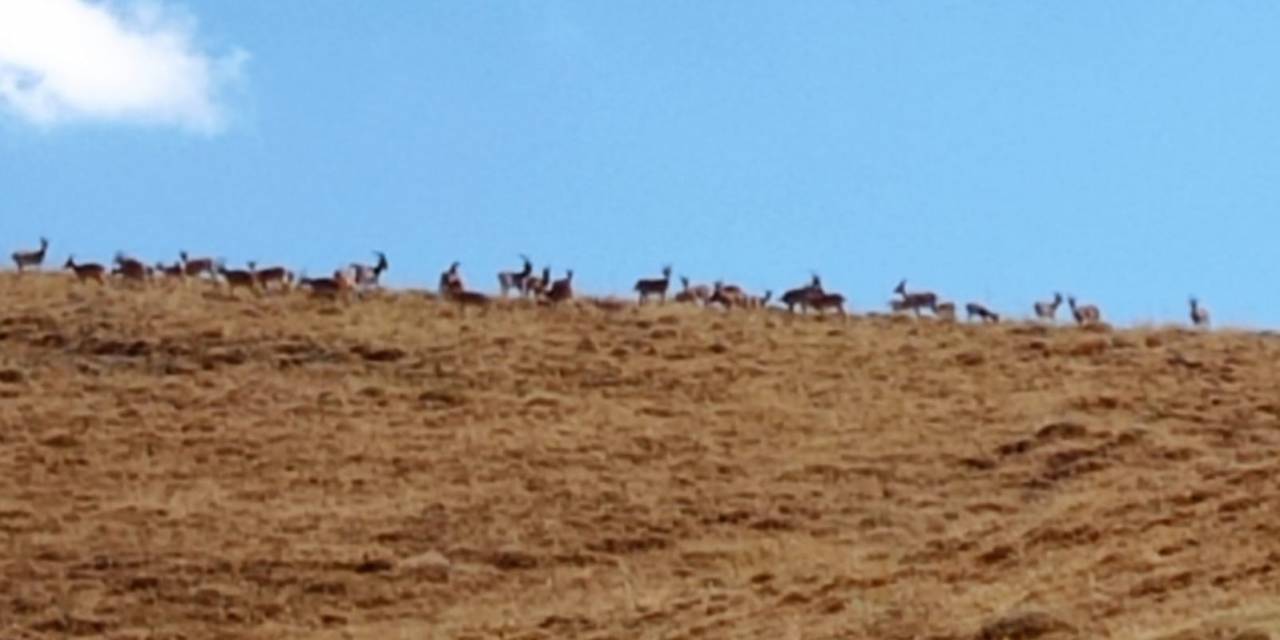 Hakkari’de Dağ Keçileri Sürüsü Görüldü