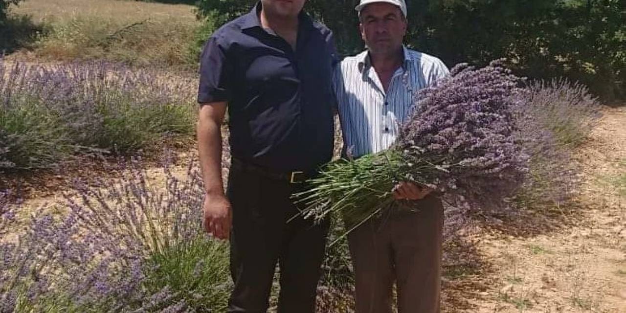 Hasat Sonrası 2 Ton 900 Kilogram Lavanta Yağı Elde Edildi