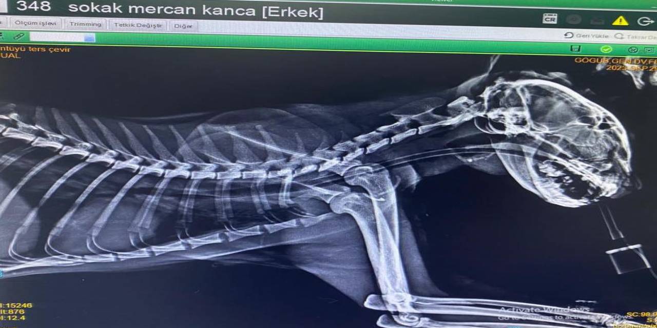 Kedinin Boğazından Üç Olta Kancası Çıktı