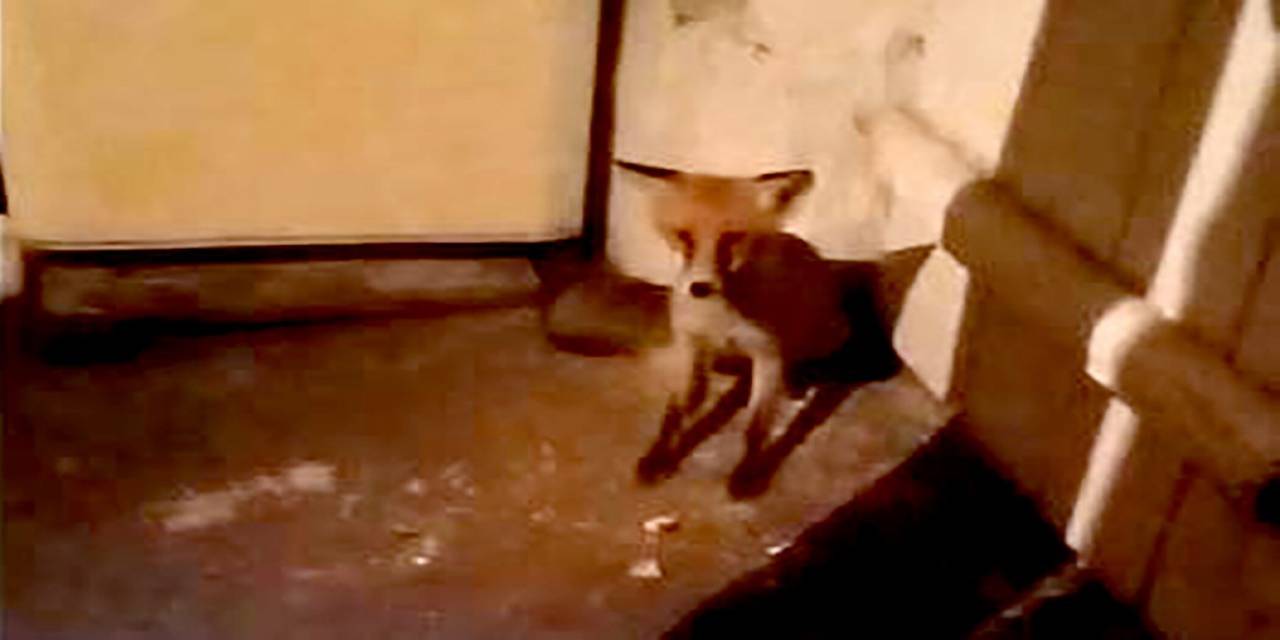 Aç Kalıp Eve Dalan Tilkiyi Beslediler