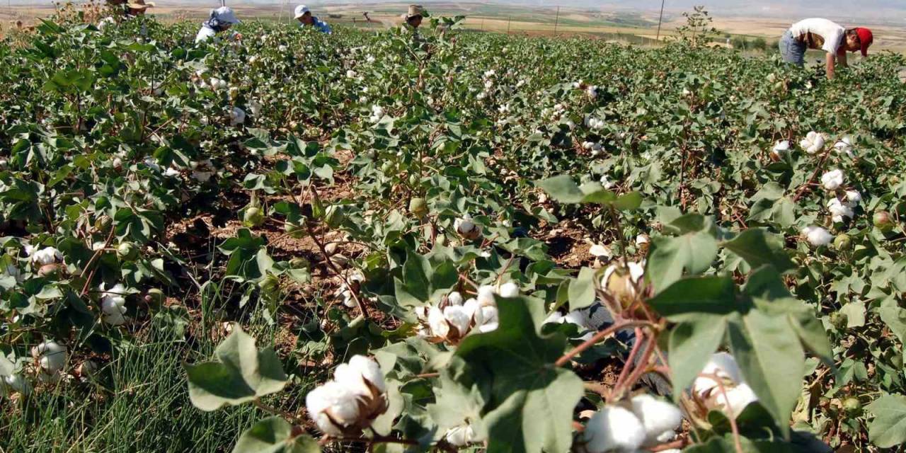 Başkan Turanlı: “Pamuk Fiyatları Çitçiyi Hayal Kırıklığına Uğrattı”