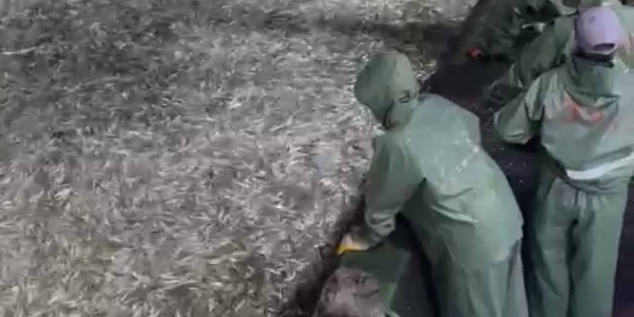 Gırgır Teknesi Bozcaada Açıklarında 75 Ton Sardalya Yakaladı