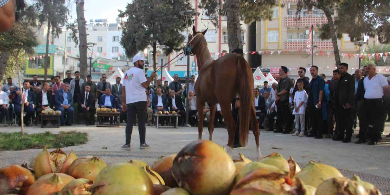 Suruç’ta “At Ve Nar Festivali” Renkli Görüntülere Sahne Oldu