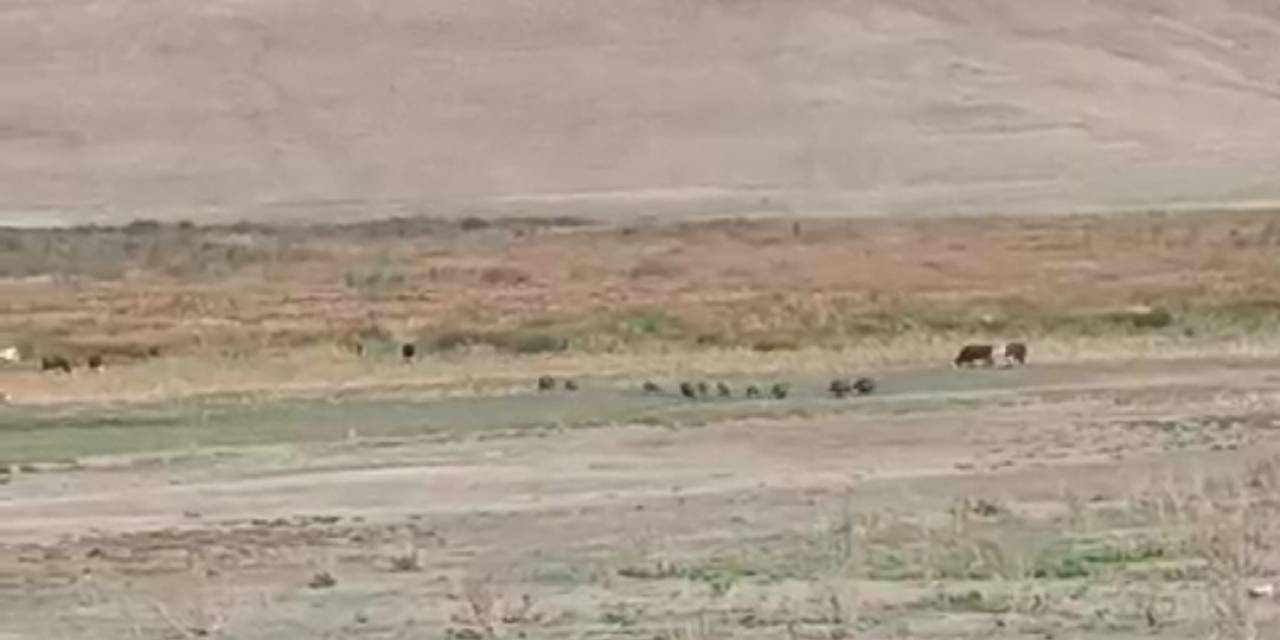 Aç Kalan Domuz Sürüsü Mahalleye İndi