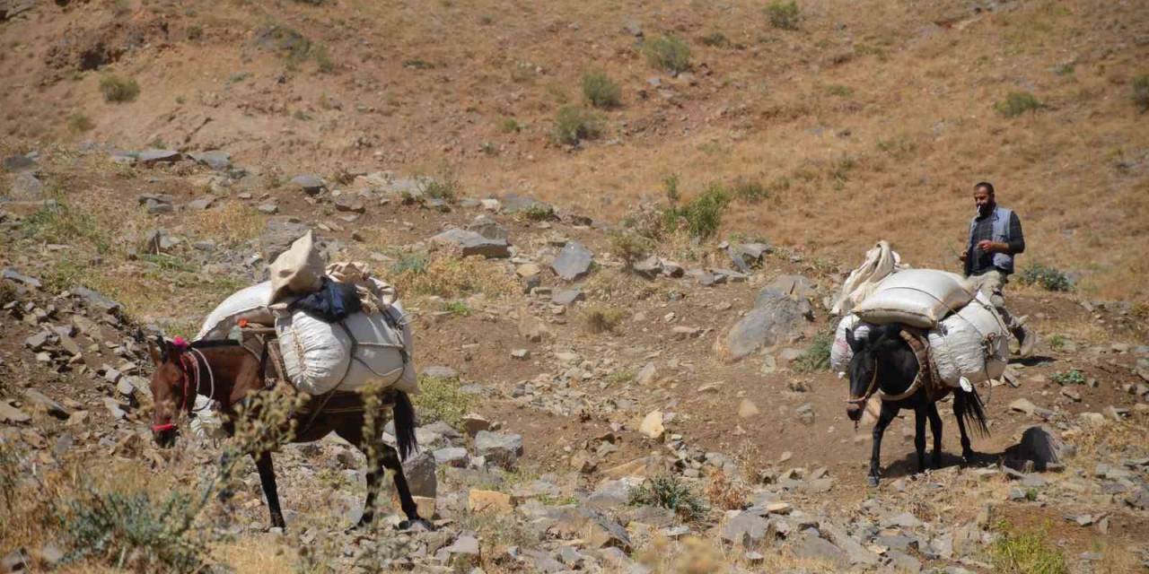 Şırnak’ta Yaylalarda Toplanan ’heliz Otu’ At Sırtında Beldeye İndiriliyor