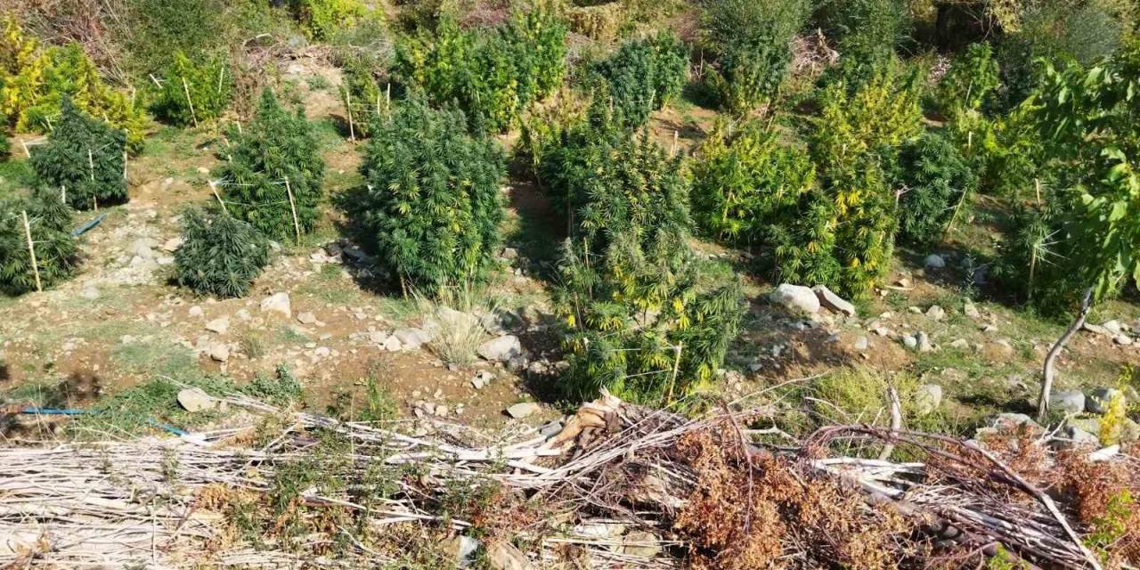 Diyarbakır’da 121 Kilo Esrar, 350 Bin Kök Skunk Ve Kenevir Ele Geçirildi
