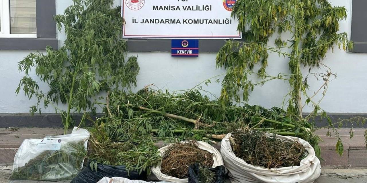 Sazlıkların Arasında Kenevir Ve Esrar Ele Geçirildi